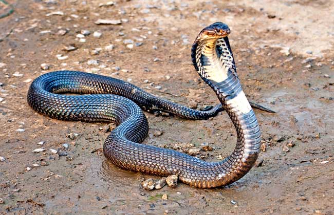 十大不能吃的野生蝙蝠,哪三种野生蝙蝠不能吃