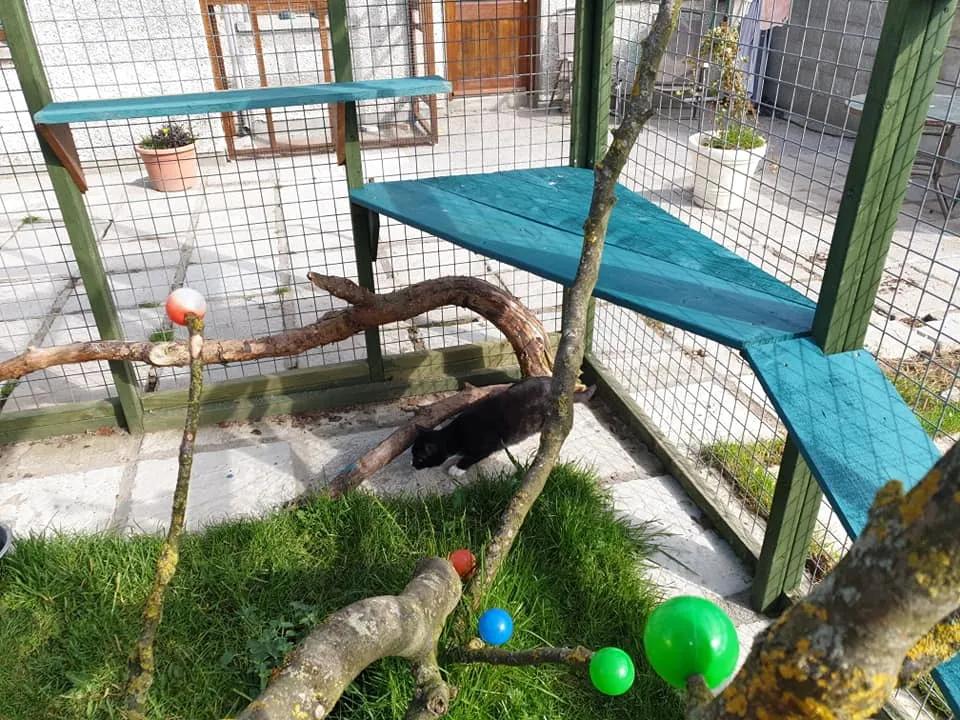 拥有“私家园林”,游遍世界各地,这些猫咪的生活太让人羡慕了吧