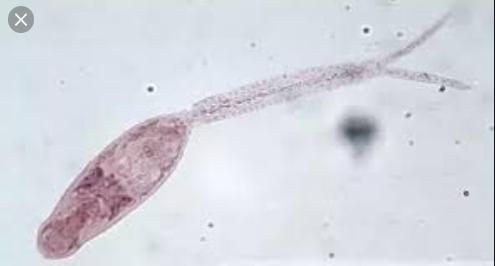 观赏鱼眼病的治疗方法有，养鱼就会用的上