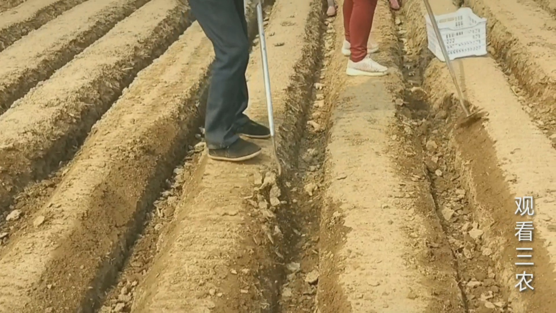 农广天地大姜种植技术视频,种植大姜的正确方法