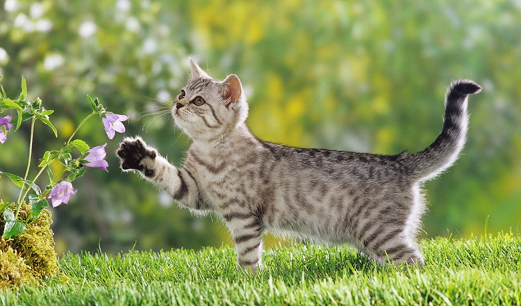 养猫怎么不被猫猫挠坏,怎么防止猫咪挠猫咪