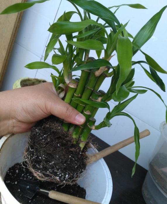 养富贵竹最正确方法,怎么样才能让富贵竹养活