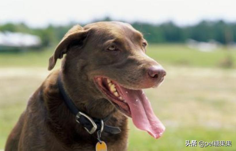 高温天气来袭该如何防止狗狗中暑,狗狗中暑了怎么办最快解决方法