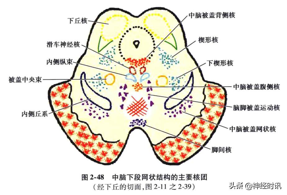 脑干解剖,脑干神经解剖