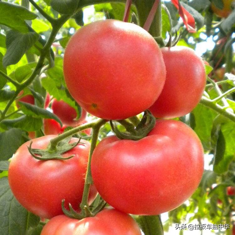 氯溴异氰尿酸90%的好还是50%的好,氯溴异氰尿酸50%和90%农用哪个好