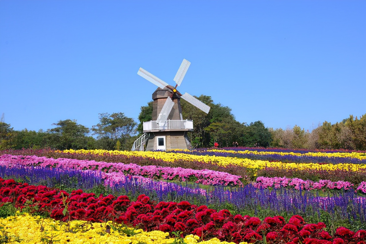 重阳节赏菊正当时，推荐国内这9个地方的赏菊好去处，沉浸式赏花