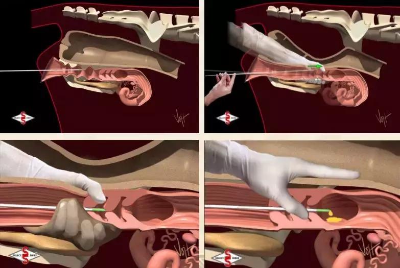 史上最细的打法技巧,输精法的技术要点和注意事项