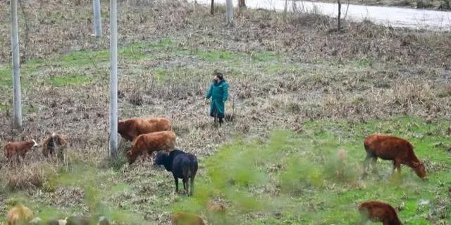 彭美竹评十佳农民,湖南临武县彭美竹养牛老板