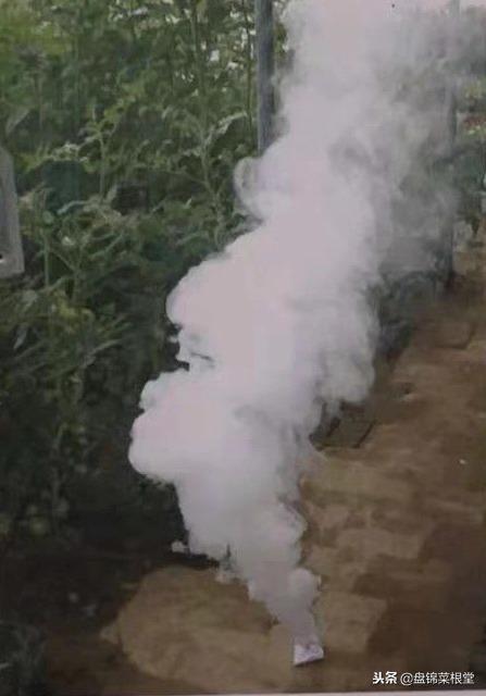 番茄灰霉病控制住,灰霉病番茄能吃吗