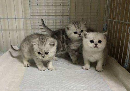 猫拉稀呕吐吃什么药,猫拉稀会导致死亡吗