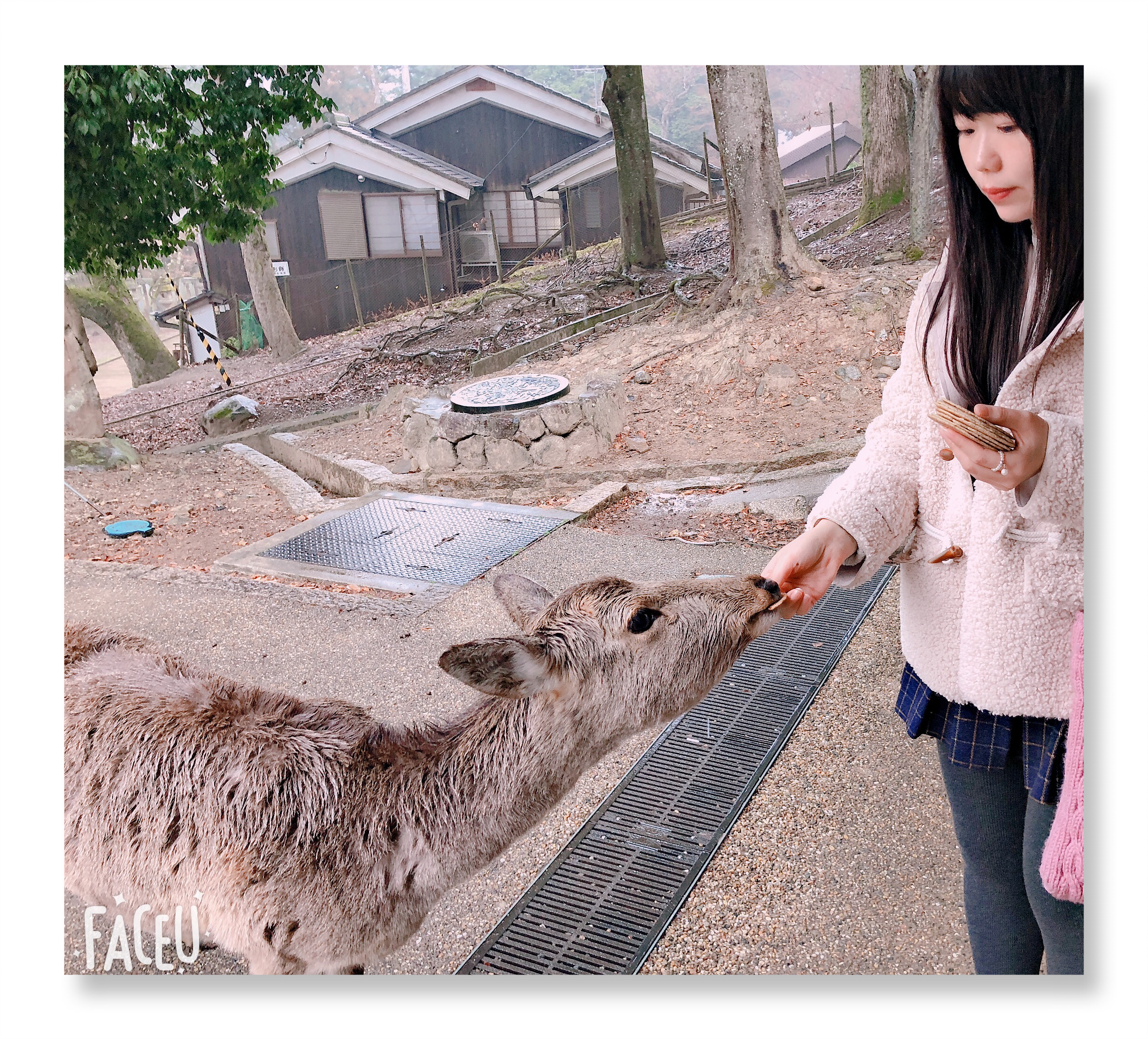 日本奈良公园遇见“神鹿”,日本奈良公园的鹿叫什么鹿