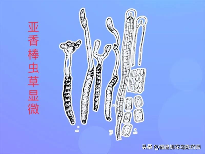 中药冬虫夏草的鉴定方法 (虫草中药材识别图片大全)