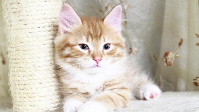 1000买猫,6000医,当你准备养猫时,坑就已经挖好了