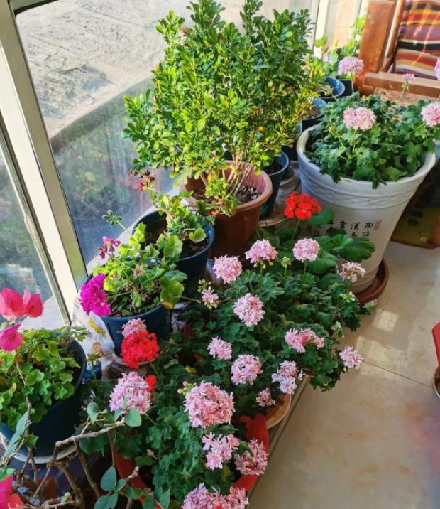 养花的小技巧大全视频,养花知识大全和小技巧