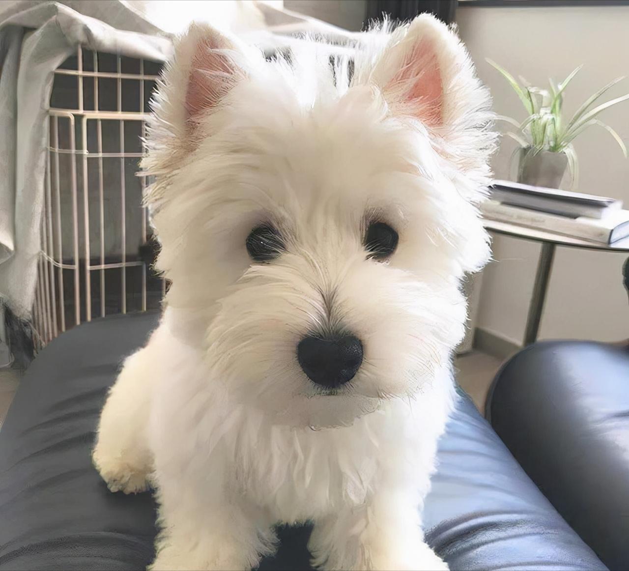 冷门好养的狗,十大被公认最好看的狗狗