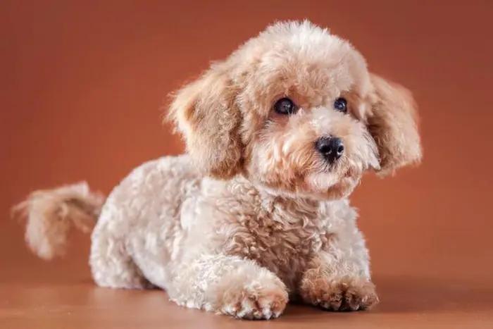 灰泰迪和白泰迪能配出什么颜色,红泰迪和灰泰迪生出来是什么颜色