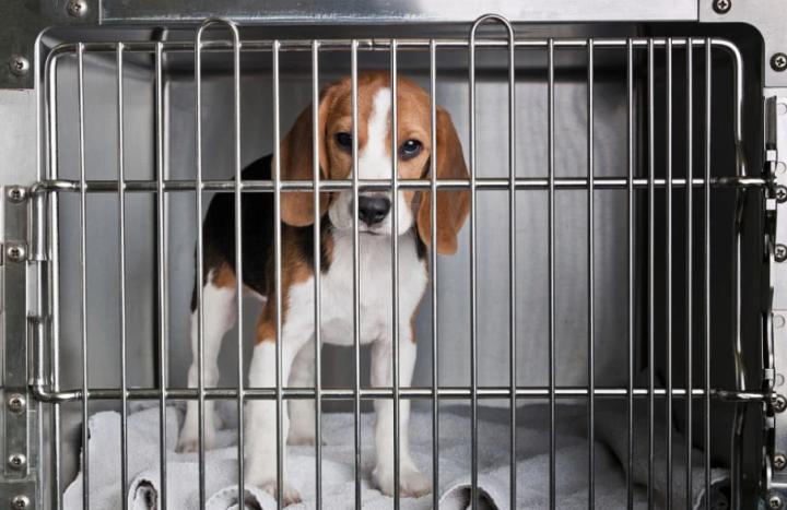 达克宁能治狗狗身上癣吗,达克宁治牛癣效果怎么样