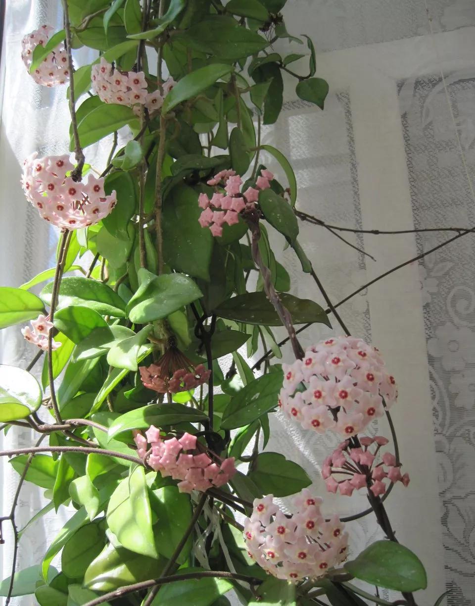 什么花最好养最耐阴,什么花最好种又耐阴