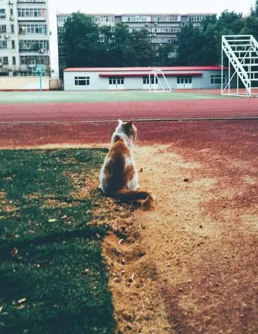 闈掓槬璁板繂涓殑鏍″洯,闈掓槬璁板繂閲岀殑鏍″洯