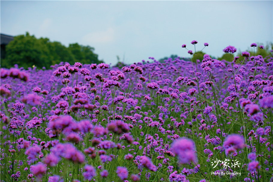苏州红色革命旅游景点图片,苏州红色革命景点介绍视频