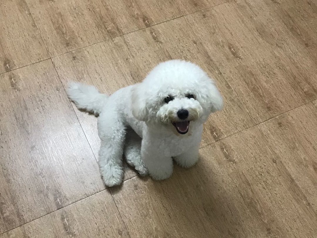 狗狗被陌生人带走了怎么找回来,狗狗丢了怎么找回来最简单的方法