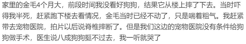 金毛从楼上掉下来然后上去救主人,金毛突然掉下悬崖死亡原因