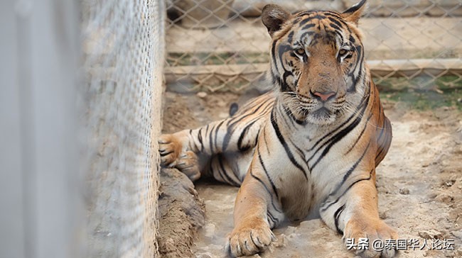 泰国老虎藏40只尸体,泰国寺庙老虎有没有解救出来