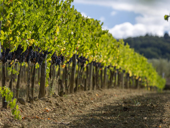 js全球百大葡萄酒,js榜单十大最佳葡萄酒