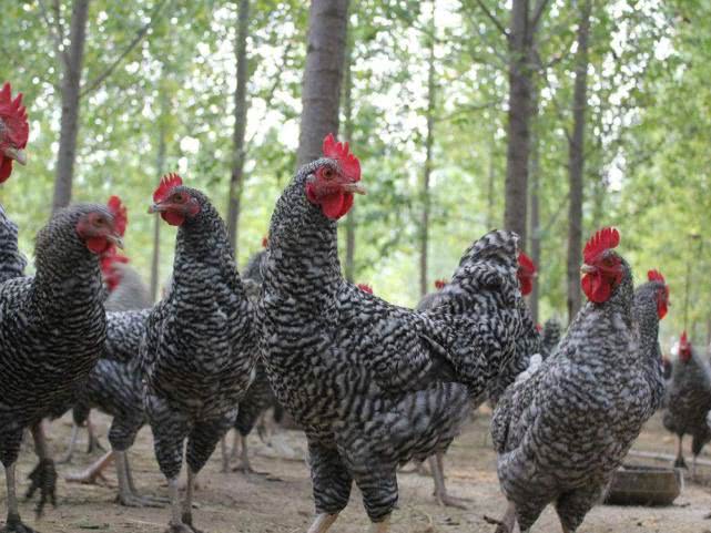 半年时间养殖什么最好挣钱,养殖成本才50元6个月即可出栏