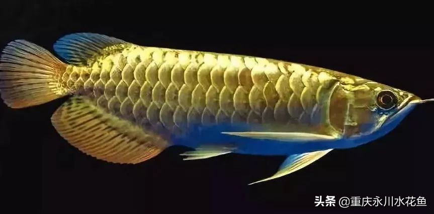 十大最好看的观赏鱼,观赏鱼100种形态