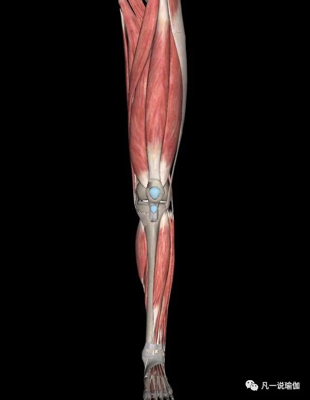 瑜伽下竖叉训练方法,从零基础练习瑜伽劈竖叉