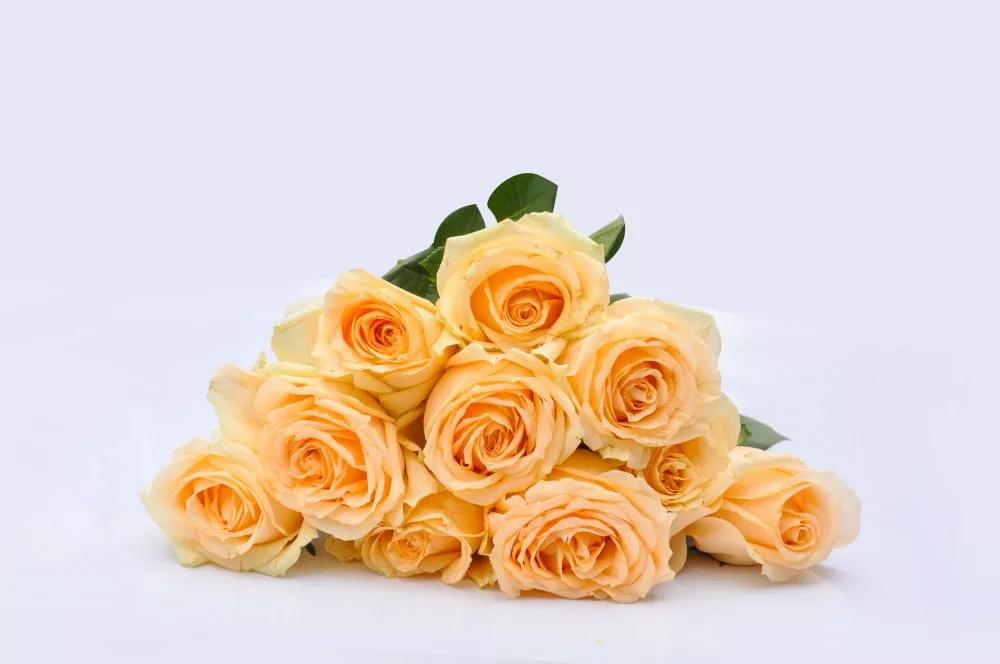 不同颜色的玫瑰花语,香槟玫瑰花语和寓意