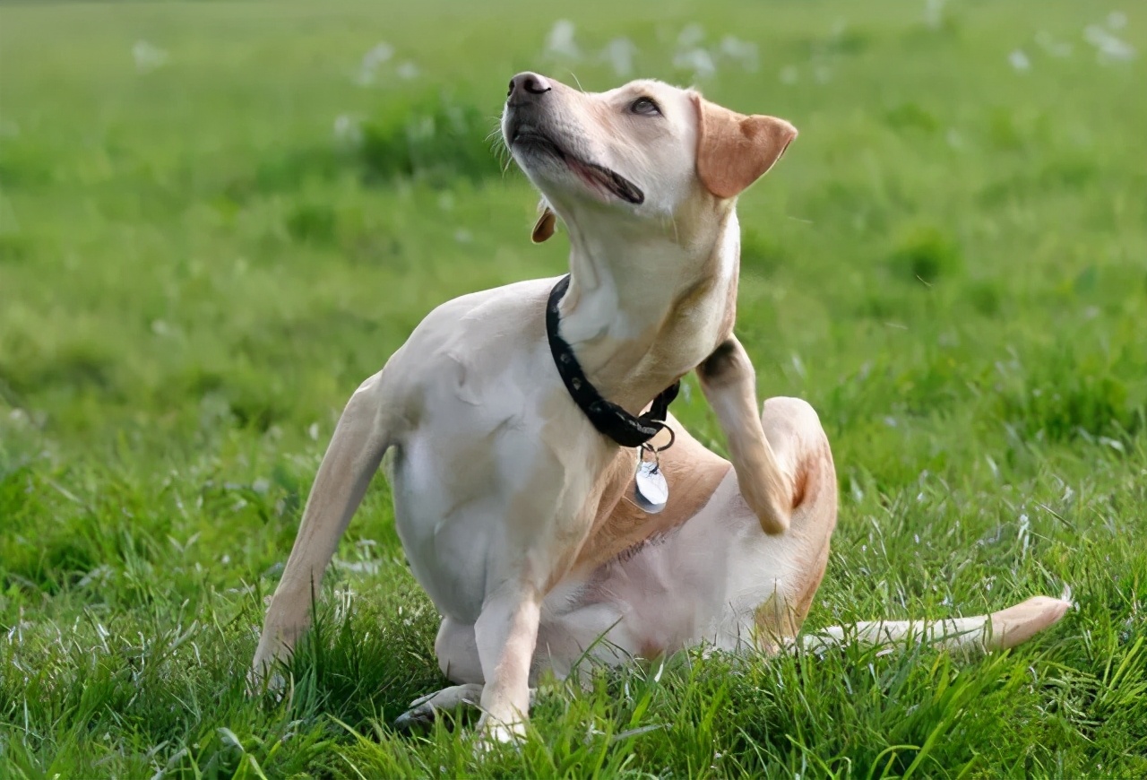 狗狗为什么会得皮肤病,狗狗为什么容易得皮肤病