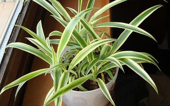 吊兰烂根了怎么办,吊兰烂根什么原因