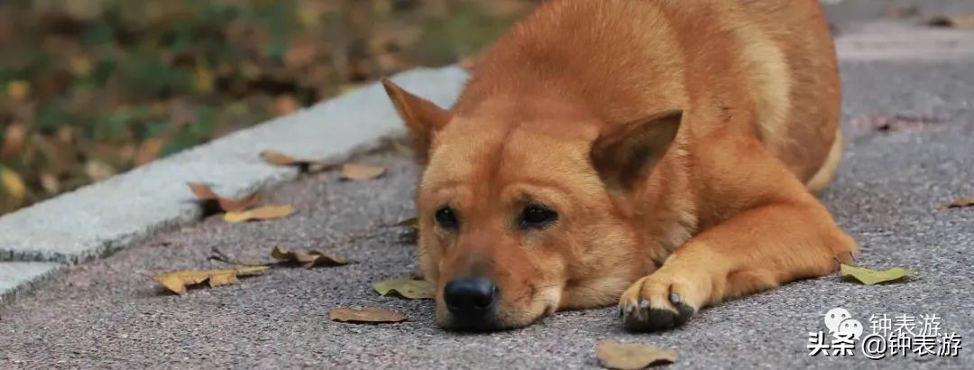 24年值得推荐日本男士商务腕表,男士商务腕表强烈推荐