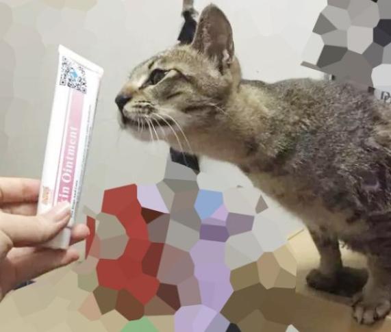 教你如何治猫癣,治疗猫癣的最有效办法