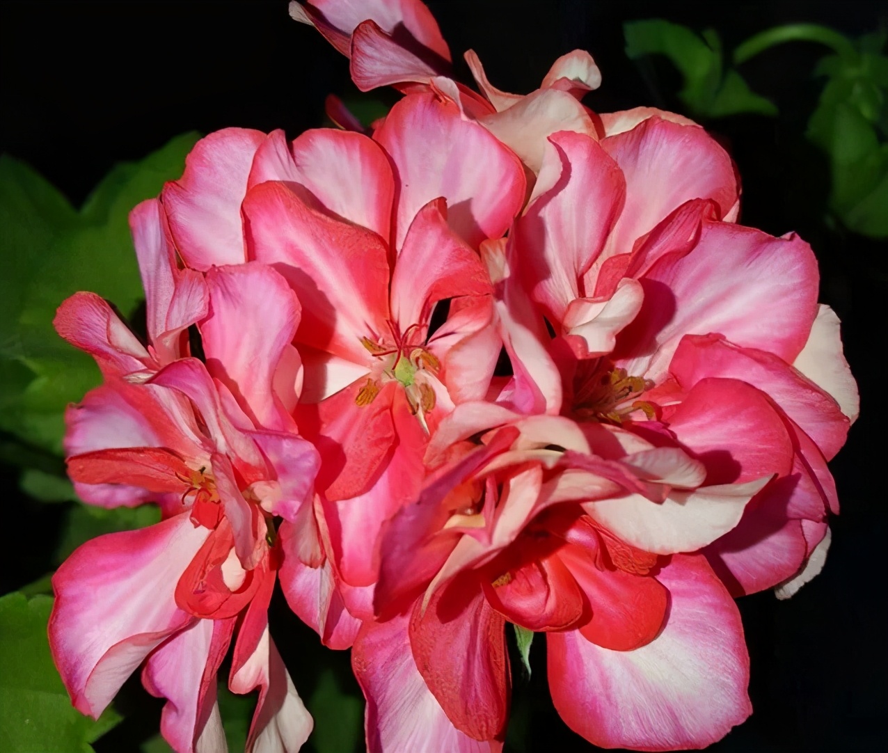 这种花别乱浇水水越多越不开花,这种花不怕冷好养易活