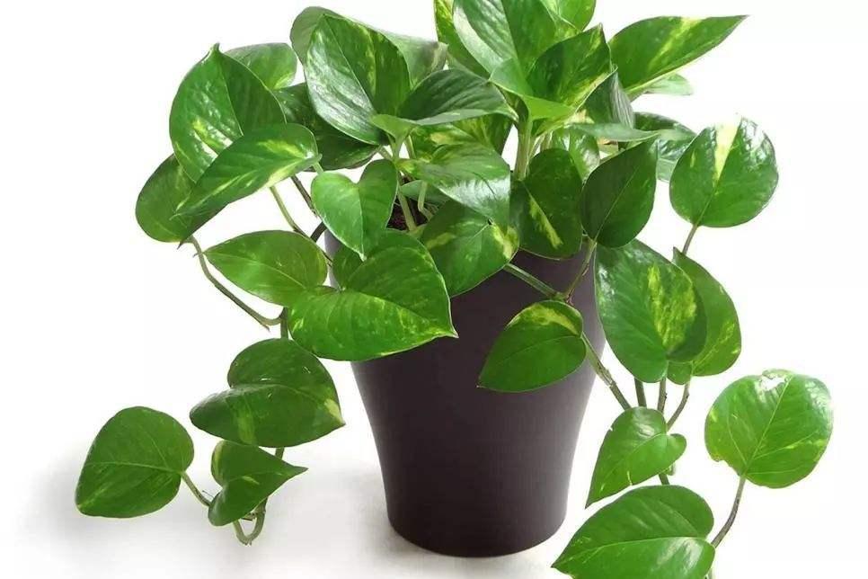 绿萝长期不见光怎么救,绿萝自然状态怎么越冬