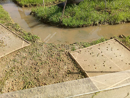 青蛙养殖技术及青蛙养殖方法,人工养殖青蛙和野生青蛙区别