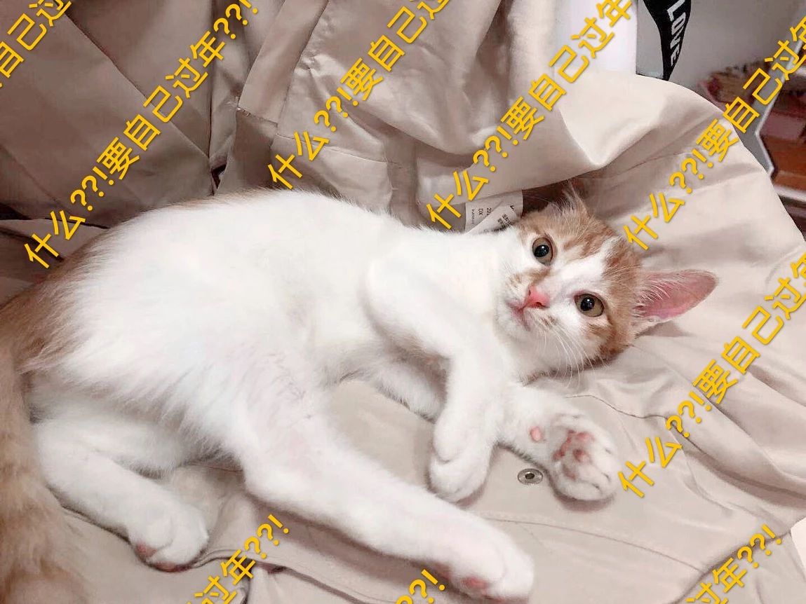 春节回家猫咪咋办,过年回老家猫咪怎么办