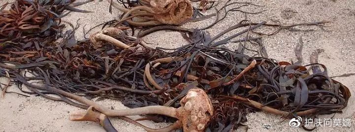 海藻面膜颗粒好物推荐,海藻小颗粒面膜