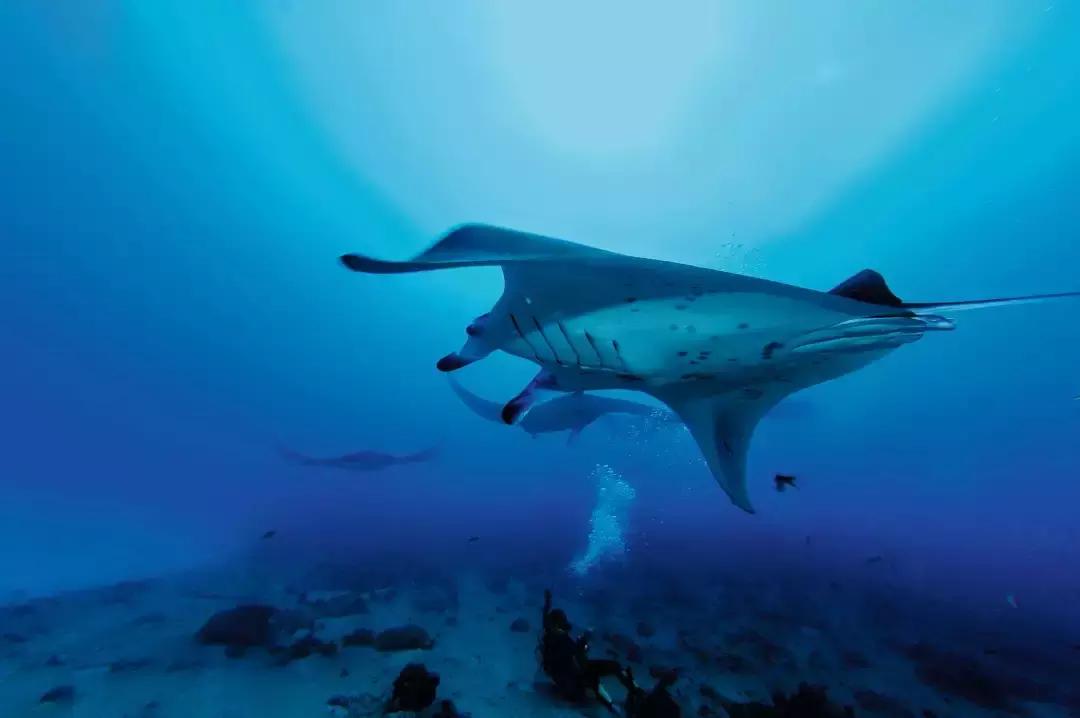 理想生活海景咖啡馆,理想生活