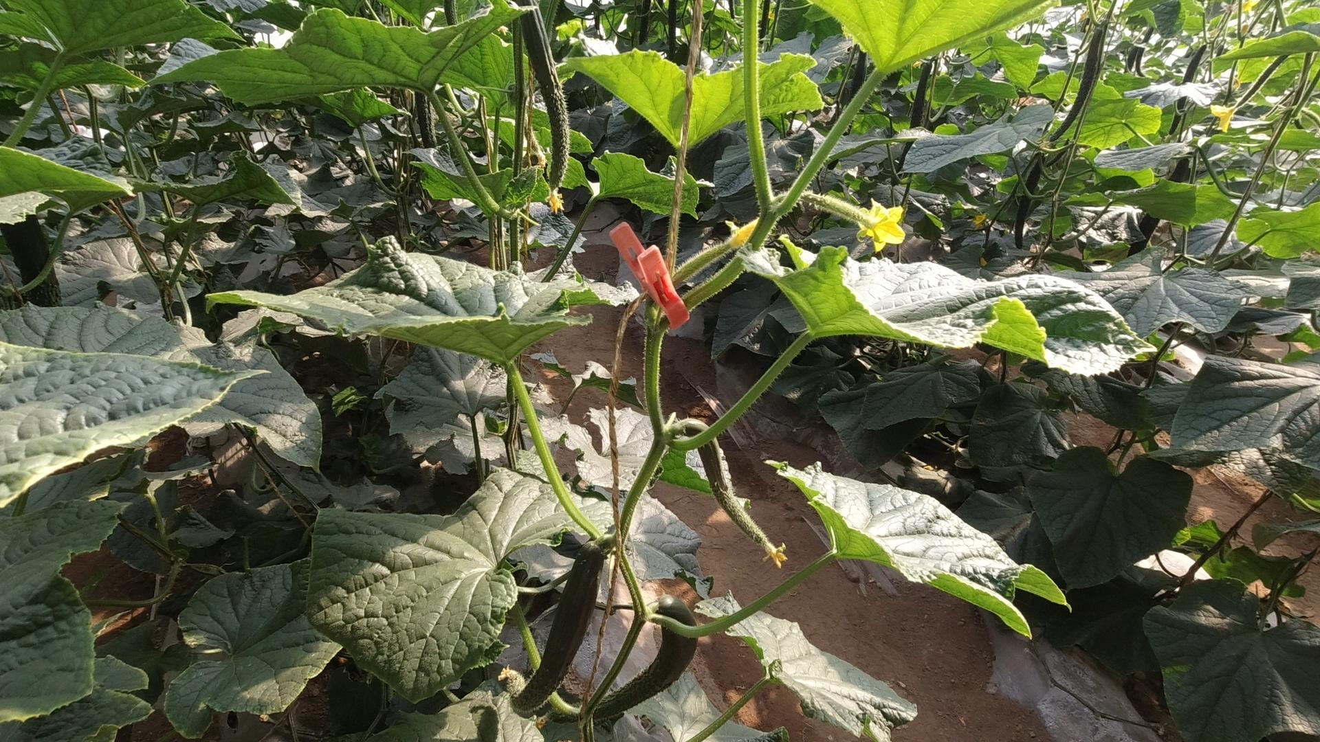 黄瓜出现了肥害和药害咋办,黄瓜叶片受了药害还能缓解过来吗