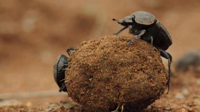 屎壳郎滚粪球正确方法,屎壳郎是如何滚屎球的