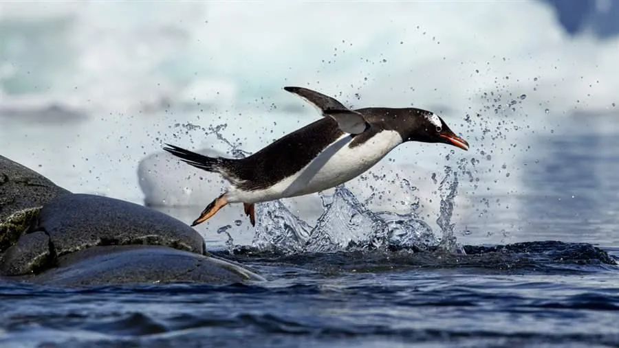 警惕新型*局骗**：以蓝臻奶粉有质量问题，给予3倍赔偿为由进行诈骗