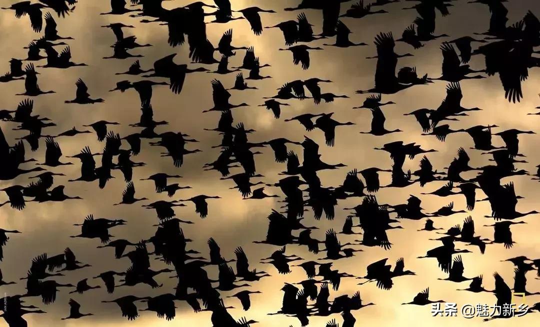 美国国家地理杂志2020摄影作品,美国国家地理杂志摄影展