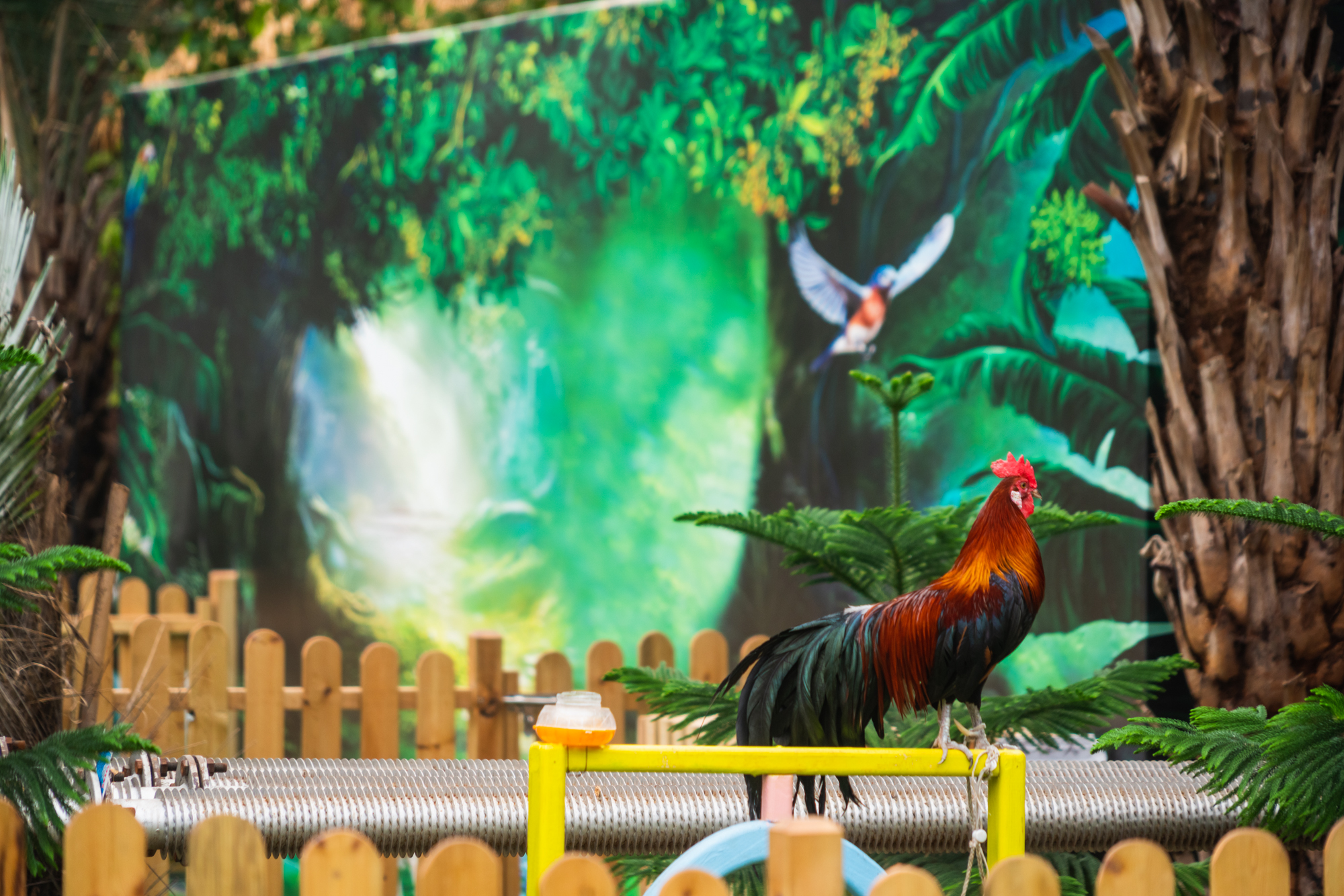 四月去过了心心念念的泼水节,夏日的欢乐泼水节