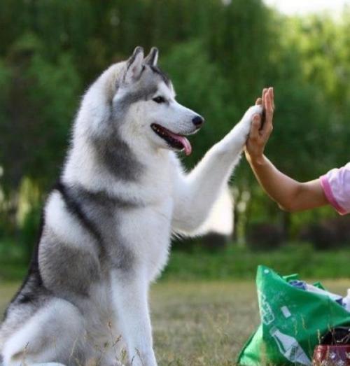 哈士奇为什么一直高高在上,为什么哈士奇每天都显得这么傻