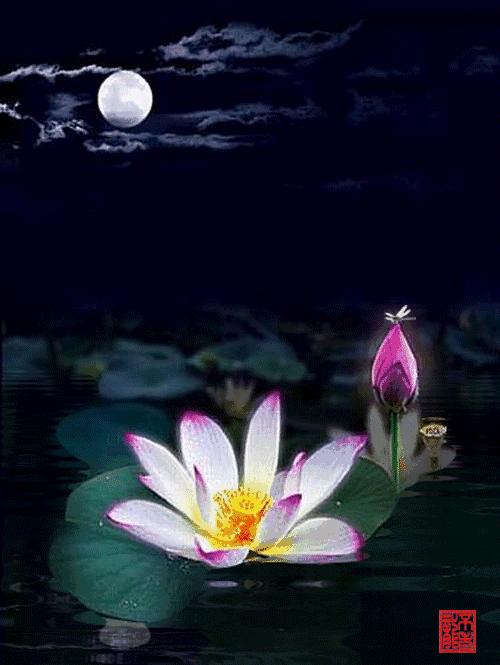 柯汝读邮：荷花T54映日荷花别样红