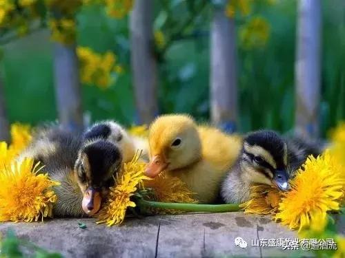 鸭中暑怎么防治,鸭子夏天中暑怎么防备